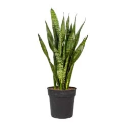 Sansevieria Zeylanica - Snake Plant -Indoor Plants Store Sansevieria zeylanica Snake Plant 21x80cm 2177ff2d 2527 480c b9fe fa5a83387048