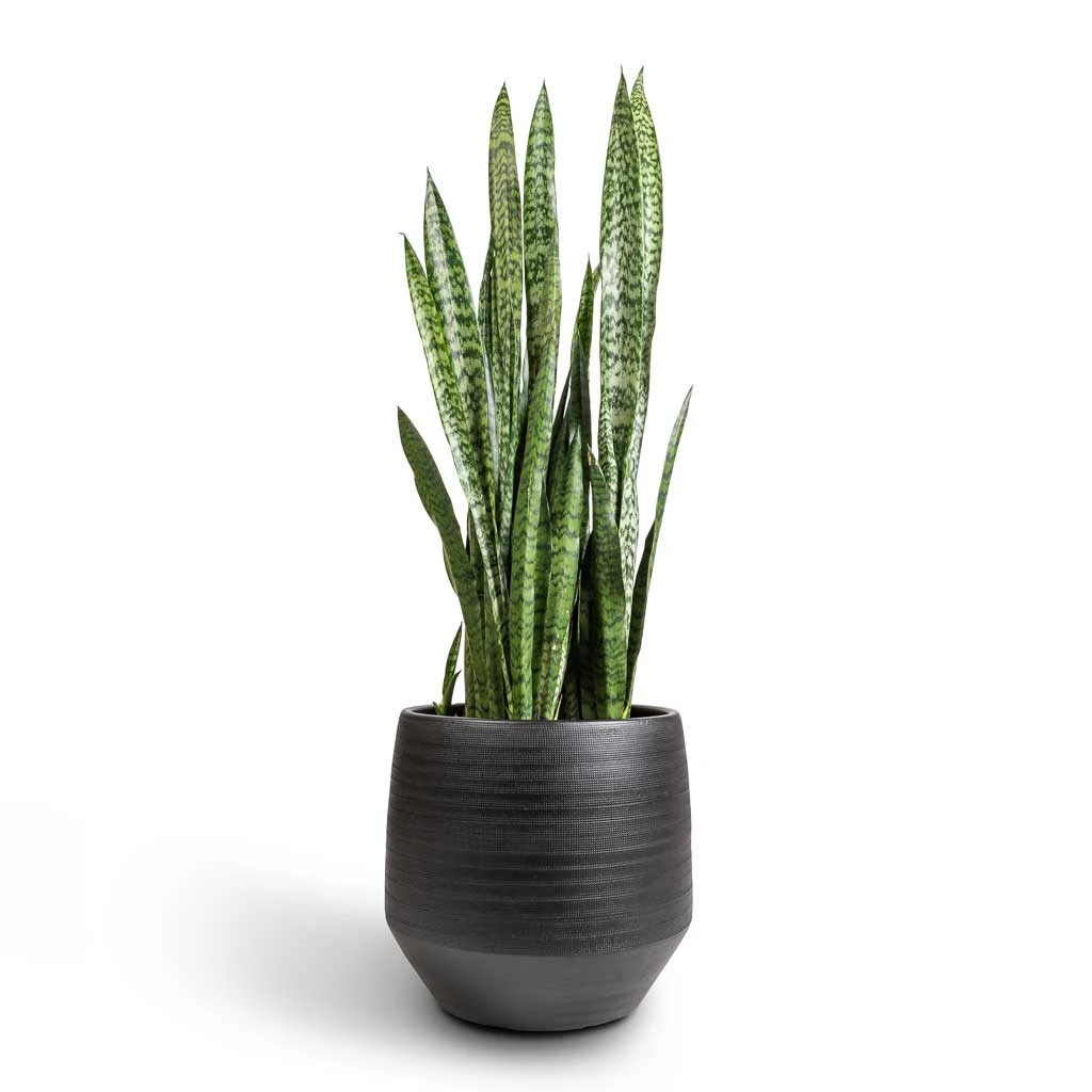 Norell Plant Pot - Black 17 Norell Plant Pot - Black - Image 15