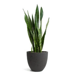 Sansevieria Zeylanica - Snake Plant -Indoor Plants Store Sansevieria zeylanica Snake Plant Mini Jesslyn Plant Pot Black Washed 8a02a074 152b 457a a87c 7ccd45f55dd0