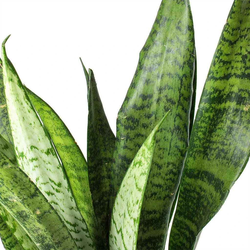 Sansevieria Zeylanica - HydroCare 7 Sansevieria Zeylanica - HydroCare - Image 5