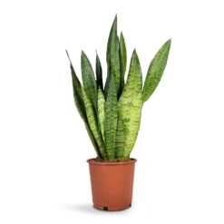 Sansevieria Zeylanica - Snake Plant -Indoor Plants Store Sansevieria zeylanica Snake Plant14x50cm