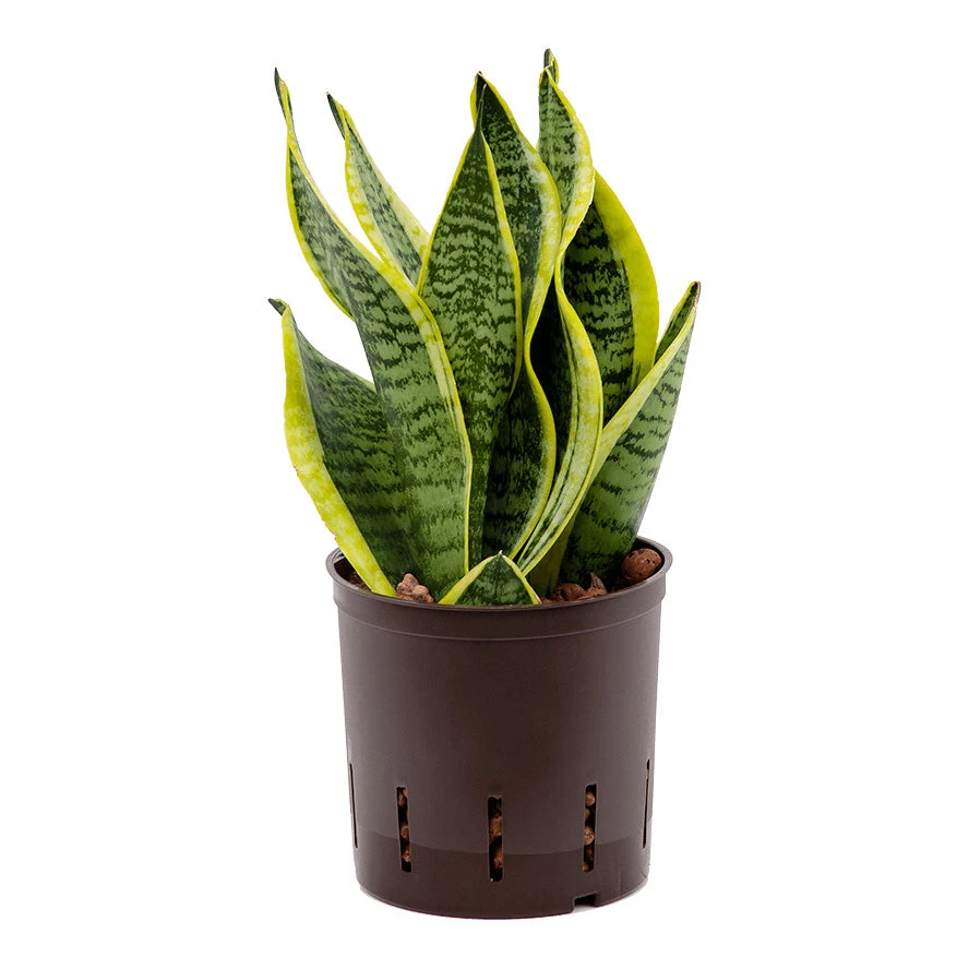 Sansevieria Futura Superba - HydroCare 3 Sansevieria Futura Superba - HydroCare