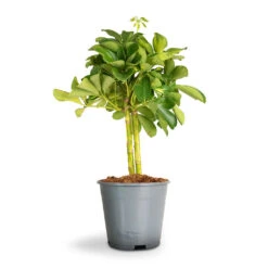 Schefflera Gold Capella - Stemmed Dwarf Umbrella Tree 19 Schefflera Gold Capella - Stemmed Dwarf Umbrella Tree -Indoor Plants Store Schefflera Arboricola Dwarf Umbrella Tree 2