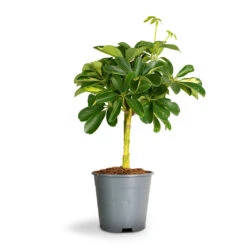 Schefflera Gold Capella - Stemmed Dwarf Umbrella Tree 17 Schefflera Gold Capella - Stemmed Dwarf Umbrella Tree -Indoor Plants Store Schefflera Arboricola Dwarf Umbrella Tree