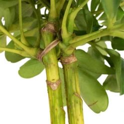 Schefflera Gold Capella - Stemmed Dwarf Umbrella Tree 22 Schefflera Gold Capella - Stemmed Dwarf Umbrella Tree -Indoor Plants Store Schefflera Arboricola Dwarf Umbrella Tree 5