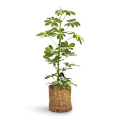 Schefflera Gold Capella - Dwarf Umbrella Tree -Indoor Plants Store Schefflera Gold Capella Dwarf Umbrella Tree 17x80cm Ido Plant Baskets Set5 Natural