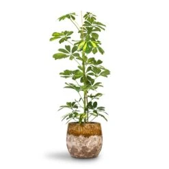Schefflera Gold Capella - Dwarf Umbrella Tree -Indoor Plants Store Schefflera Gold Capella Dwarf Umbrella Tree 17x80cm Lindy Plant Pot Ochre 23x20cm