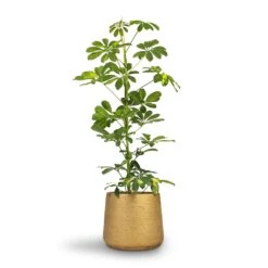 Schefflera Gold Capella - Dwarf Umbrella Tree -Indoor Plants Store Schefflera Gold Capella Dwarf Umbrella Tree 17x80cm Patt Plant Pot Metallic Gold 23x20cm