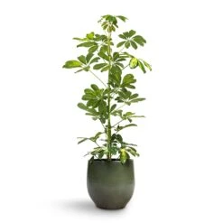 Zembla Plant Pot - Green -Indoor Plants Store Schefflera Gold Capella Dwarf Umbrella Tree 17x80cm Zembla Plant Pot Green 22x20cm 6a29a672 5c54 4ce4 ad38 001ef15e21c2