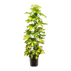 Schefflera Gold Capella - Dwarf Umbrella Tree -Indoor Plants Store Schefflera Gold Capella Dwarf Umbrella Tree 19x110cm