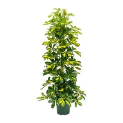 Schefflera Gold Capella - Dwarf Umbrella Tree -Indoor Plants Store Schefflera Gold Capella Dwarf Umbrella Tree 31x130cm