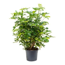 Schefflera Gold Capella - Dwarf Umbrella Tree -Indoor Plants Store Schefflera Gold Capella Dwarf Umbrella Tree Bushy