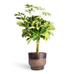 Aico Plant Pot - Shiny Brown -Indoor Plants Store Schefflera Gold Capella Stemmed Dwarf Umbrella Tree 14x50cm Aico Plant Pot Shiny Brown 17x13cm 4b38c30d c210 4056 98d6 17ea97e2c850