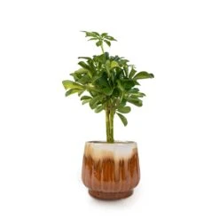 Schefflera Gold Capella - Stemmed Dwarf Umbrella Tree 25 Schefflera Gold Capella - Stemmed Dwarf Umbrella Tree -Indoor Plants Store Schefflera Gold Capella Stemmed Dwarf Umbrella Tree 14x50cm Alice Plant Pot Caramel 18x16cm