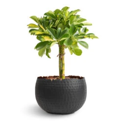 Hammered Bowl - Black With Copper -Indoor Plants Store Schefflera Gold Capella Stemmed Dwarf Umbrella Tree 14x50cm Hammered Bowl Black with Copper 19x14cm 1