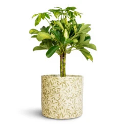 Lazzaro Plant Pot - Sage Foliage -Indoor Plants Store Schefflera Gold Capella Stemmed Dwarf Umbrella Tree 14x50cm Lazzaro Plant Pot Sage Foliage 18x16cm