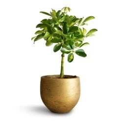 Schefflera Gold Capella - Stemmed Dwarf Umbrella Tree 26 Schefflera Gold Capella - Stemmed Dwarf Umbrella Tree -Indoor Plants Store Schefflera Gold Capella Stemmed Dwarf Umbrella Tree 14x50cm Mini Orb Kevan Plant Pot Metallic Gold 18x15cm copy 2
