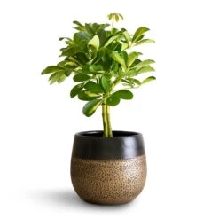 Schefflera Gold Capella - Stemmed Dwarf Umbrella Tree 21 Schefflera Gold Capella - Stemmed Dwarf Umbrella Tree -Indoor Plants Store Schefflera Gold Capella Stemmed Dwarf Umbrella Tree 14x50cm Mya Plant Pot Deep Champagne 18x16cm 2
