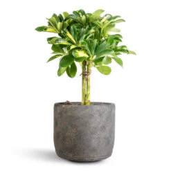 Schefflera Gold Capella - Stemmed Dwarf Umbrella Tree 23 Schefflera Gold Capella - Stemmed Dwarf Umbrella Tree -Indoor Plants Store Schefflera Gold Capella Stemmed Dwarf Umbrella Tree 14x50cm Saar Plant Pot Earth Cement 18x17cm