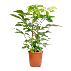 Schefflera Actinophylla - Australian Umbrella Tree 11 Schefflera Actinophylla - Australian Umbrella Tree -Indoor Plants Store Schefflera actinophylla Australian Umbrella Tree 24x100cm
