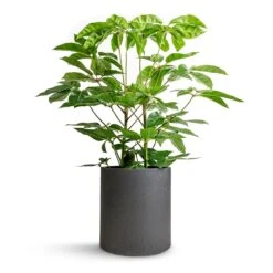 Schefflera Actinophylla - Australian Umbrella Tree 13 Schefflera Actinophylla - Australian Umbrella Tree -Indoor Plants Store Schefflera actinophylla Australian Umbrella Tree 24x100cm Max Refined Planter Volcano Black 29x29.5cm