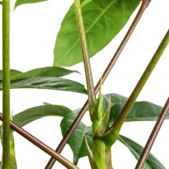 Schefflera Actinophylla - Australian Umbrella Tree 12 Schefflera Actinophylla - Australian Umbrella Tree -Indoor Plants Store Schefflera actinophylla Australian Umbrella Tree SWATCH