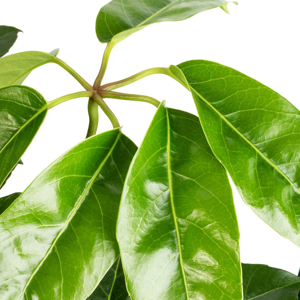 Schefflera Actinophylla - Australian Umbrella Tree 4 Schefflera Actinophylla - Australian Umbrella Tree - Image 2