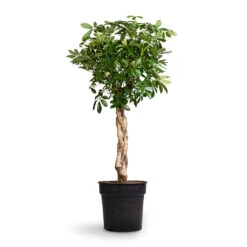 Schefflera Arboricola Compacta - Dwarf Umbrella Tree - Twisted Stem -Indoor Plants Store Schefflera arboricola Compacta Dwarf Umbrella Tree Twisted Stem 30x120cm