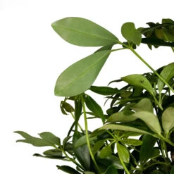 Schefflera Arboricola Compacta - Dwarf Umbrella Tree - Twisted Stem -Indoor Plants Store Schefflera arboricola Compacta Dwarf Umbrella Tree Twisted Stem 30x120cm 3