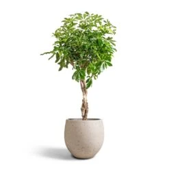 Mini Orb Kevan Plant Pot - Grey Washed 20 Mini Orb Kevan Plant Pot - Grey Washed -Indoor Plants Store Schefflera arboricola Compacta Dwarf Umbrella Tree Twisted Stem 30x120cm Mini Orb Kevan Plant Pot Grey Washed 39x35cm 6583d1b4 ba0d 4b70 bb03 9c21d3b25678