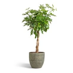 Schefflera Arboricola Compacta - Dwarf Umbrella Tree - Twisted Stem -Indoor Plants Store Schefflera arboricola Compacta Dwarf Umbrella Tree Twisted Stem 30x120cm Rinca Plant Pot Shiny Green 36x32cm