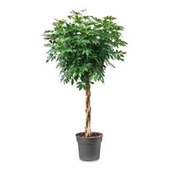 Schefflera Arboricola Compacta - Dwarf Umbrella Tree - Twisted Stem -Indoor Plants Store Schefflera arboricola Compacta Dwarf Umbrella Tree Twisted Stem 34x160cm