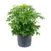 Schefflera Arboricola - Dwarf Umbrella Tree -Indoor Plants Store Schefflera arboricola Dwarf Umbrella Tree 29x60cm