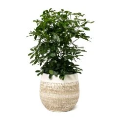Schefflera Arboricola - Dwarf Umbrella Tree -Indoor Plants Store Schefflera arboricola Dwarf Umbrella Tree Merin Plant Pot Sand