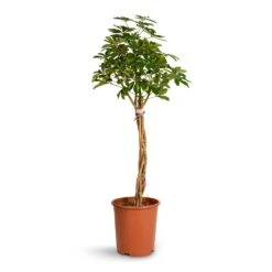 Schefflera Arboricola Gold Capella - Dwarf Umbrella Tree - Twisted Stem -Indoor Plants Store Schefflera arboricola Gold Capella Dwarf Umbrella Tree Twisted Stem 30x120cm