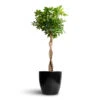 Schefflera Arboricola Gold Capella - Dwarf Umbrella Tree - Twisted Stem -Indoor Plants Store Schefflera arboricola Gold Capella Dwarf Umbrella Tree Twisted Stem 30x120cm Sven Plant Pot Black 33x28cm