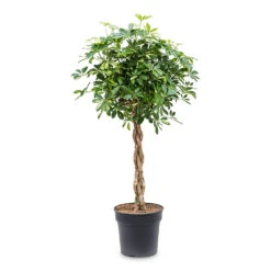 Schefflera Arboricola Gold Capella - Dwarf Umbrella Tree - Twisted Stem -Indoor Plants Store Schefflera arboricola Gold Capella Dwarf Umbrella Tree Twisted Stem 30x120cm e917e439 1ddd 495a ad2d e20574029d71