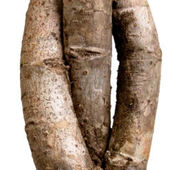 Schefflera Arboricola Gold Capella - Dwarf Umbrella Tree - Twisted Stem -Indoor Plants Store Schefflera arboricola Gold Capella Dwarf Umbrella Tree Twisted Stem DETAIL