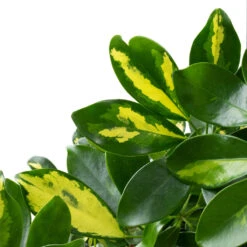 Schefflera Arboricola Gold Capella - Dwarf Umbrella Tree - Twisted Stem -Indoor Plants Store Schefflera arboricola Gold Capella Dwarf Umbrella Tree Twisted Stem DETAIL 3