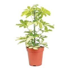 Schefflera Arboricola Melanie - Dwarf Umbrella Tree 9 Schefflera Arboricola Melanie - Dwarf Umbrella Tree -Indoor Plants Store Schefflera arboricola Melanie Dwarf Umbrella Tree 13x45cm