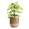 Schefflera Arboricola Melanie - Dwarf Umbrella Tree -Indoor Plants Store Schefflera arboricola Melanie Dwarf Umbrella Tree 13x45cm Issa Plant Pot Ochre 18x17cm