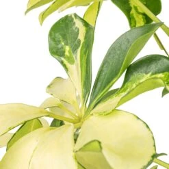 Schefflera Arboricola Melanie - Dwarf Umbrella Tree 10 Schefflera Arboricola Melanie - Dwarf Umbrella Tree -Indoor Plants Store Schefflera arboricola Melanie Dwarf Umbrella Tree SWATCH