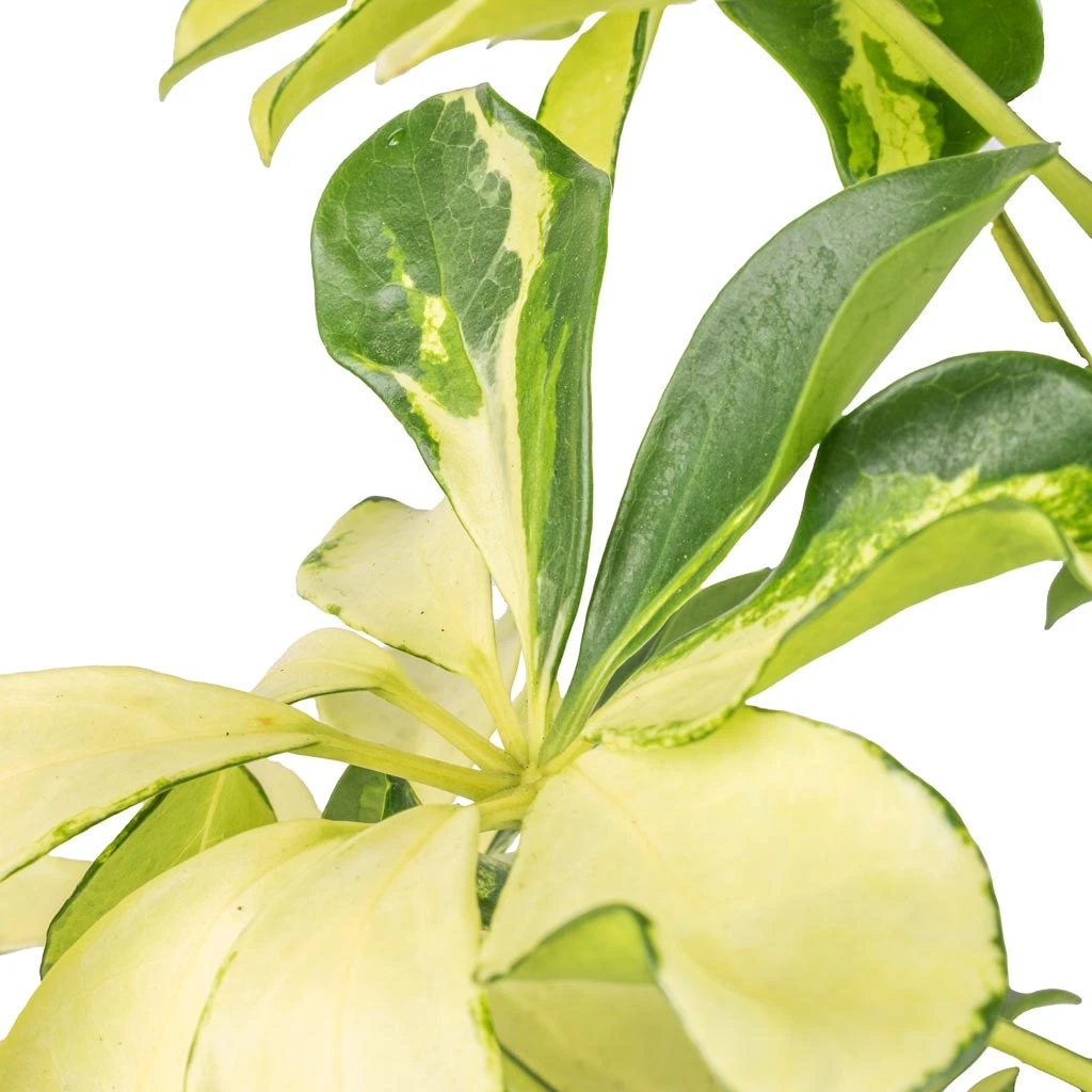 Schefflera Arboricola Melanie - Dwarf Umbrella Tree 6 Schefflera Arboricola Melanie - Dwarf Umbrella Tree - Image 4