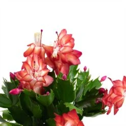 Schlumbergera - Christmas Cactus - Red -Indoor Plants Store Schlumbergera Christmas Cactus Houseplant Red Leaves