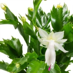 Schlumbergera - Christmas Cactus - White -Indoor Plants Store Schlumbergera Christmas Cactus Houseplant White Leaves