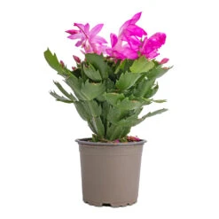 Schlumbergera - Christmas Cactus - Pink/Purple -Indoor Plants Store Schlumbergera Christmas Cactus Pink Purple 12x25cm 2