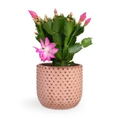 Schlumbergera - Christmas Cactus - Pink/Purple -Indoor Plants Store Schlumbergera Christmas Cactus Pink Purple 12x25cm Bolino Plant Pot Pale Rose 14x13cm d3179c00 b6f5 435b 91c4 2b0b430b41d7