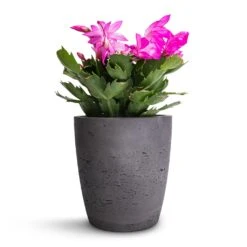 Schlumbergera - Christmas Cactus - Pink/Purple -Indoor Plants Store Schlumbergera Christmas Cactus Pink Purple 12x25cm Gerben Plant Pot Black Washed 15x16cm