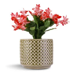 Schlumbergera - Christmas Cactus - Red -Indoor Plants Store Schlumbergera Christmas Cactus Pink Purple 12x25cm Thies Plant Pot Olive Green 17x15cm