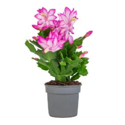 Schlumbergera - Christmas Cactus - Pink/Purple -Indoor Plants Store Schlumbergera Christmas Cactus Pink Purple 9x23cm
